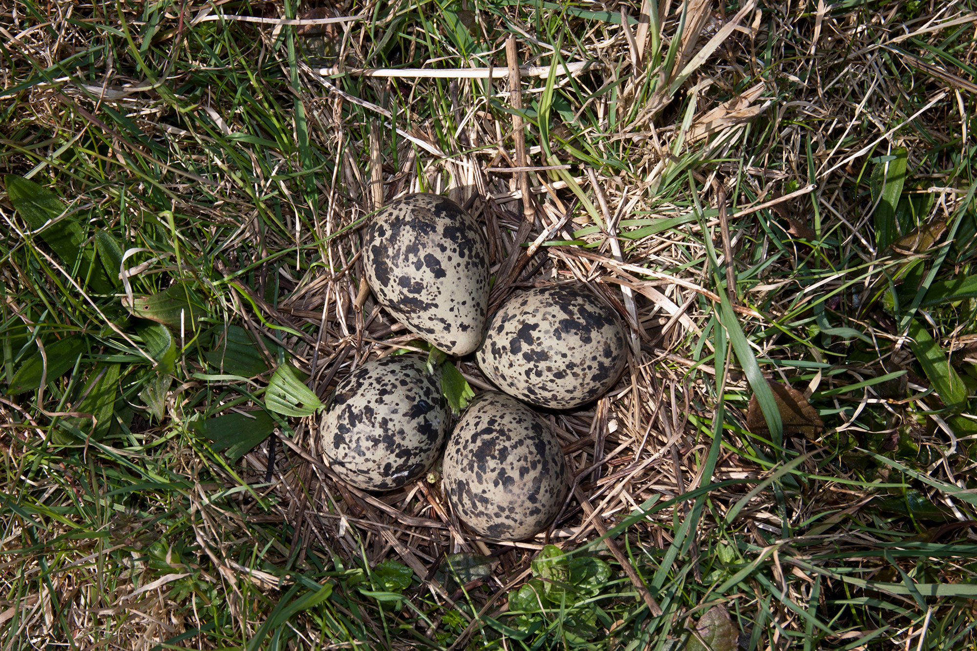 EiFakten zu Ostern Wissenswertes über die Eier der heimischen